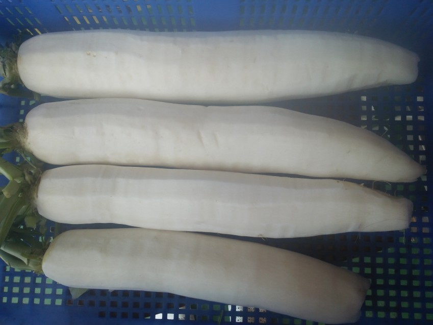 白萝卜去皮机 白萝卜去皮机