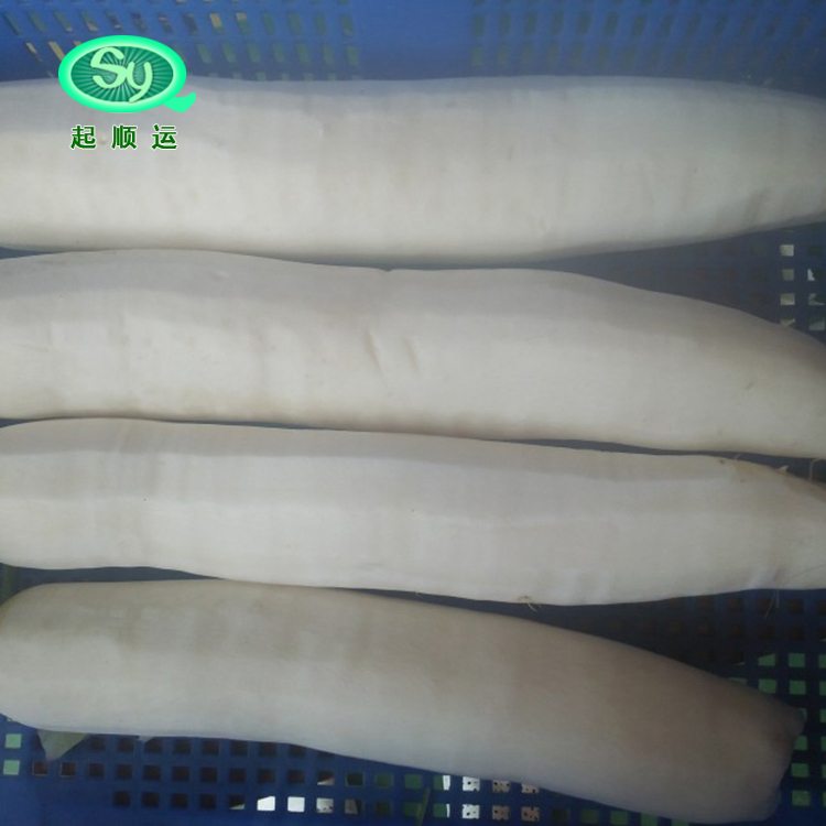 白萝卜去皮机 白萝卜去皮机