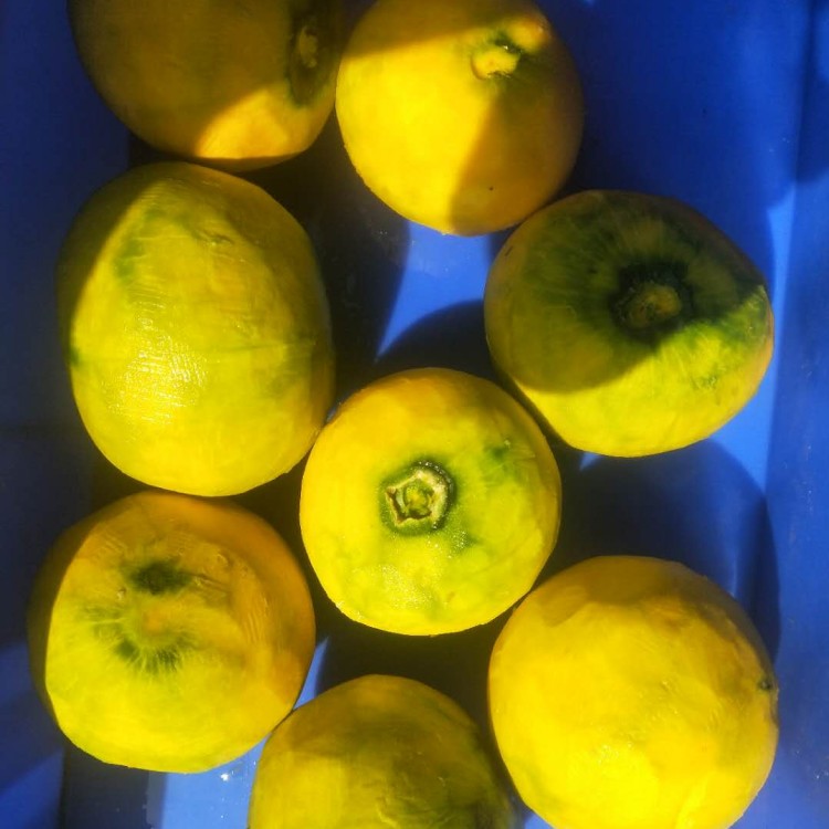 南瓜去皮机 南瓜去皮机