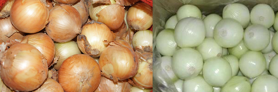 洋葱去皮机 洋葱去皮机