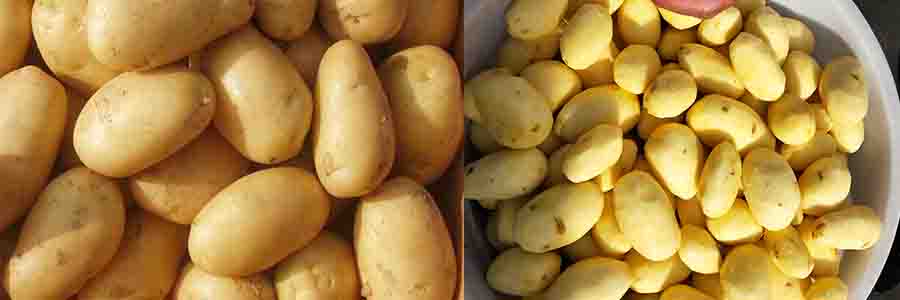 土豆去皮机 土豆去皮机