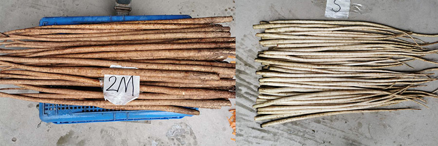 牛蒡磨皮机 牛蒡磨皮机