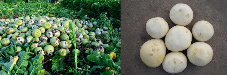 螺旋去皮机 螺旋去皮机